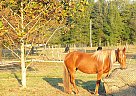 Saphira - Mare in Alachua, FL Saphira - Mare in Alachua, FL