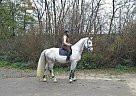 Other - Horse for Sale in Brno,  62300