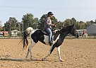 Tennessee Walking - Horse for Sale in Montrose, IL 62445 Tennessee Walking - Horse for Sale in Montrose, IL 62445