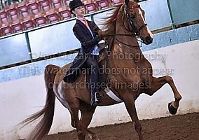 American Saddlebred Mare Cindy Lou Who