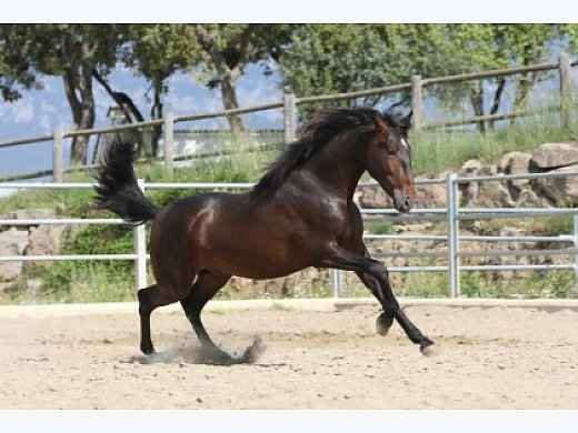 Apolo Salvatella - PRE Colt - 3 Years