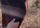 Cleveland Bay - Horse for Sale in Benton, KS 67017