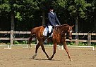 - Gelding in London, ON - Gelding in London, ON