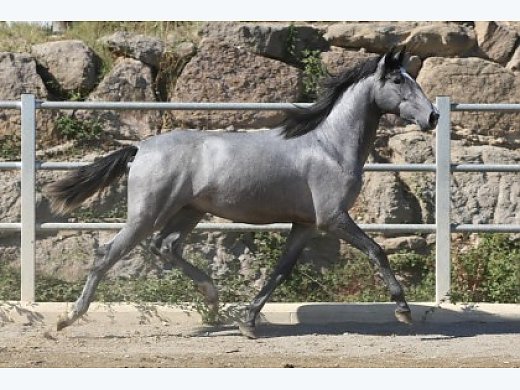 Decano Salvatella - PRE Colt - 2 Years