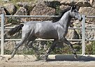 Andalusian - Horse for Sale in Olvan, 08611 Andalusian - Horse for Sale in Olvan, 08611