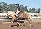 Kona - Gelding in Davis, CA Kona - Gelding in Davis, CA