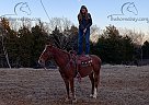 Jovi - Mare in Parkhills, MO Jovi - Mare in Parkhills, MO