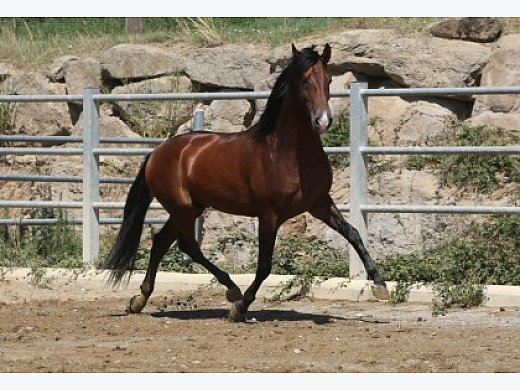 Hispano Salvatella III - PRE Stallion