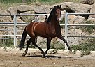 Andalusian - Horse for Sale in Olvan, 08611 Andalusian - Horse for Sale in Olvan, 08611
