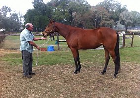 Hope (Thoroughbred, Mare) in Ocala, FL