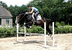 Warmblood (Warmblood, Gelding)
