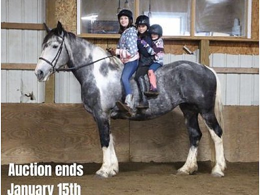 Jumper, Lesson Horse