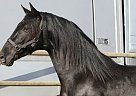 Andalusian - Horse for Sale in Olvan, 08611 Andalusian - Horse for Sale in Olvan, 08611