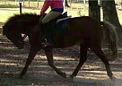Welsh Pony - Horse for Sale in Conroe, TX 