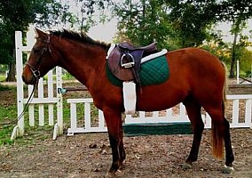 Welsh Pony and Cob (Welsh Pony and Cob, Stallion) in Conroe, TX