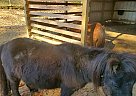 Boomer - Gelding in Nashville, NC Boomer - Gelding in Nashville, NC