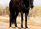 Friesian - Horse for Sale in Wickenburg, AZ 40501