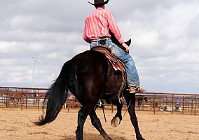 Friesian (Friesian, Gelding) in Wickenburg, AZ