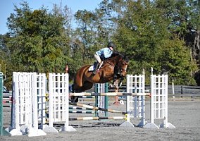 Rico (Hanoverian, Mare) in Ocala, FL