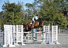 Hanoverian - Horse for Sale in Ocala, FL 34475