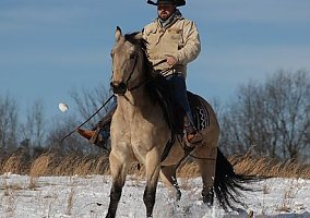Ropes (Quarter Horse, Gelding) in Brodhead, KY
