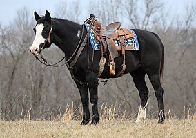 Safe (Quarter Horse, Gelding) in Brodhead, KY