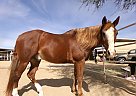 Quarter Horse - Horse for Sale in El Mirage, AZ 85335