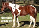 Quarter Horse - Horse for Sale in Joshua, TX 40501