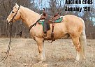 Quarter Horse - Horse for Sale in Hillsboro, KY 40501