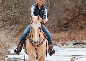 Quarter Horse (Quarter Horse, Gelding) in Hillsboro, KY