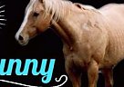 Quarter Horse - Horse for Sale in Terrell, TX 75161