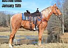 Tennessee Walking - Horse for Sale in Salyersville, KY 40501