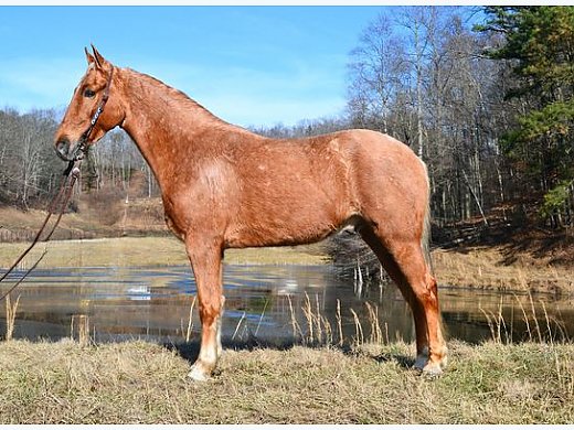 Super Smooth Trail Horse Deluxe