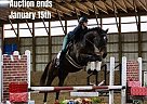 Warmblood - Horse for Sale in Highland, MI 40501 Warmblood - Horse for Sale in Highland, MI 40501