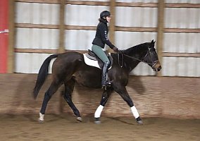 Warmblood (Warmblood, Mare) in Highland, MI