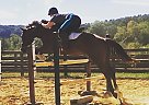 Kopper - Gelding in Manhattan, KS Kopper - Gelding in Manhattan, KS