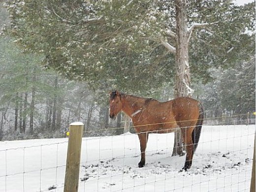 14 yr old, Red Dun Quarter Horse Gelding
