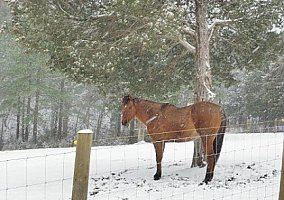 Quarter Horse (Quarter Horse, Stallion) in Fort Valley, VA