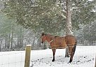 Quarter Horse - Horse for Sale in Fort Valley, VA 