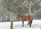 Quarter Horse - Horse for Sale in Fort Valley, VA Quarter Horse - Horse for Sale in Fort Valley, VA