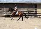 Warmblood - Horse for Sale in Armstrong, BC V0E 1B Warmblood - Horse for Sale in Armstrong, BC V0E 1B