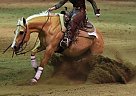 Quarter Horse - Horse for Sale in Cochrane, AB t4c1b1 Quarter Horse - Horse for Sale in Cochrane, AB t4c1b1