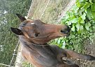 A Movin Legacy- Beautiful APHA C... Paint Stallion