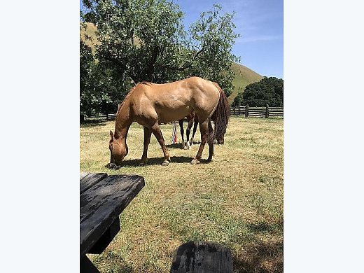 8 Year old Mare