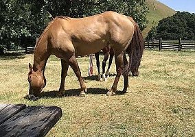 8 Year old Mare Kodi