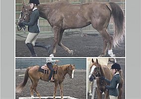 All-Around Show Horse Hunt This