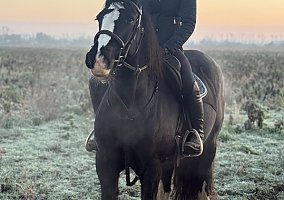 Warmblood (Warmblood, Mare)