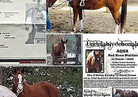 APHA Potential for Speed Undniably Mr. O