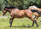Quarter Horse - Horse for Sale in Denmark, TN 38391
