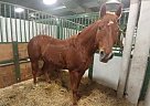 - Gelding in Sylvania, OH - Gelding in Sylvania, OH